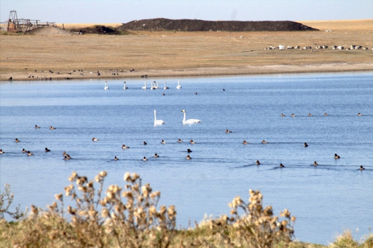 835(!) birds of sixteen species